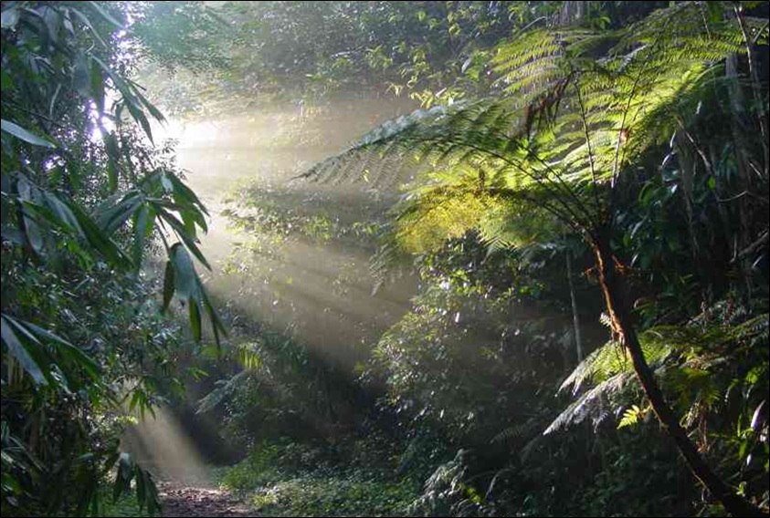 BB Rainforest - Beyond boundaries expeditions and adventure program